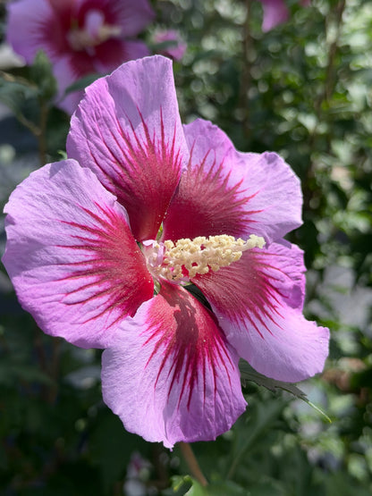 Rose of Sharon 'Purple Pillar' PW