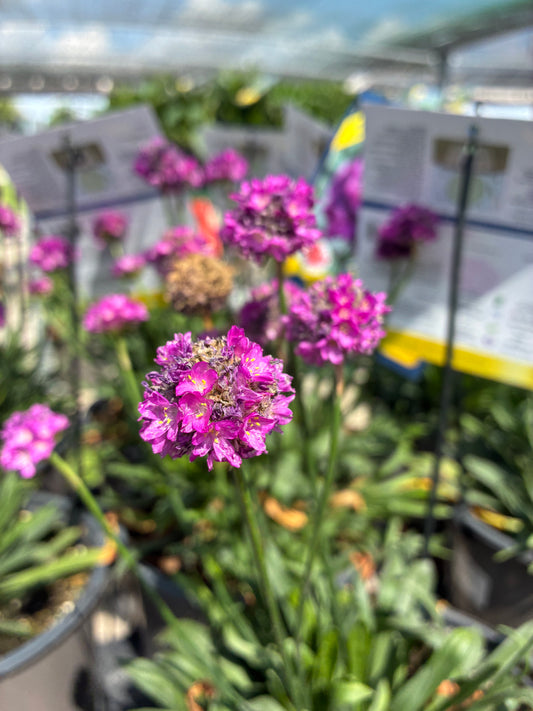 Sea Thrift 'Vivid Dream'