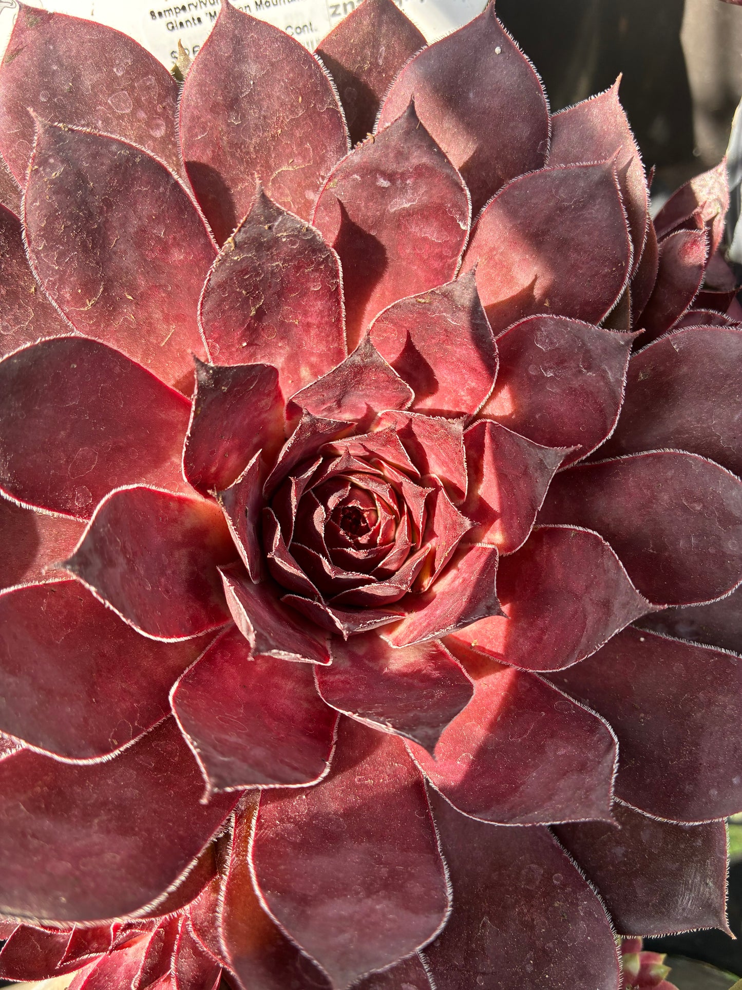 Hens and Chicks Charms 'Giant Maroon Mountain'