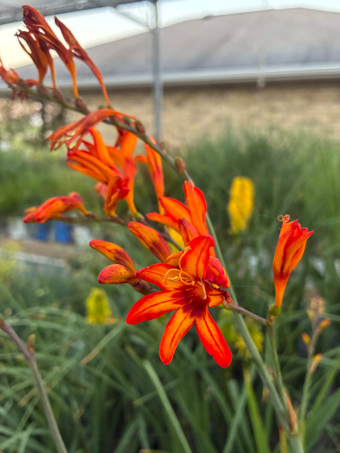 Crocosmia 'Walberton Yellow'