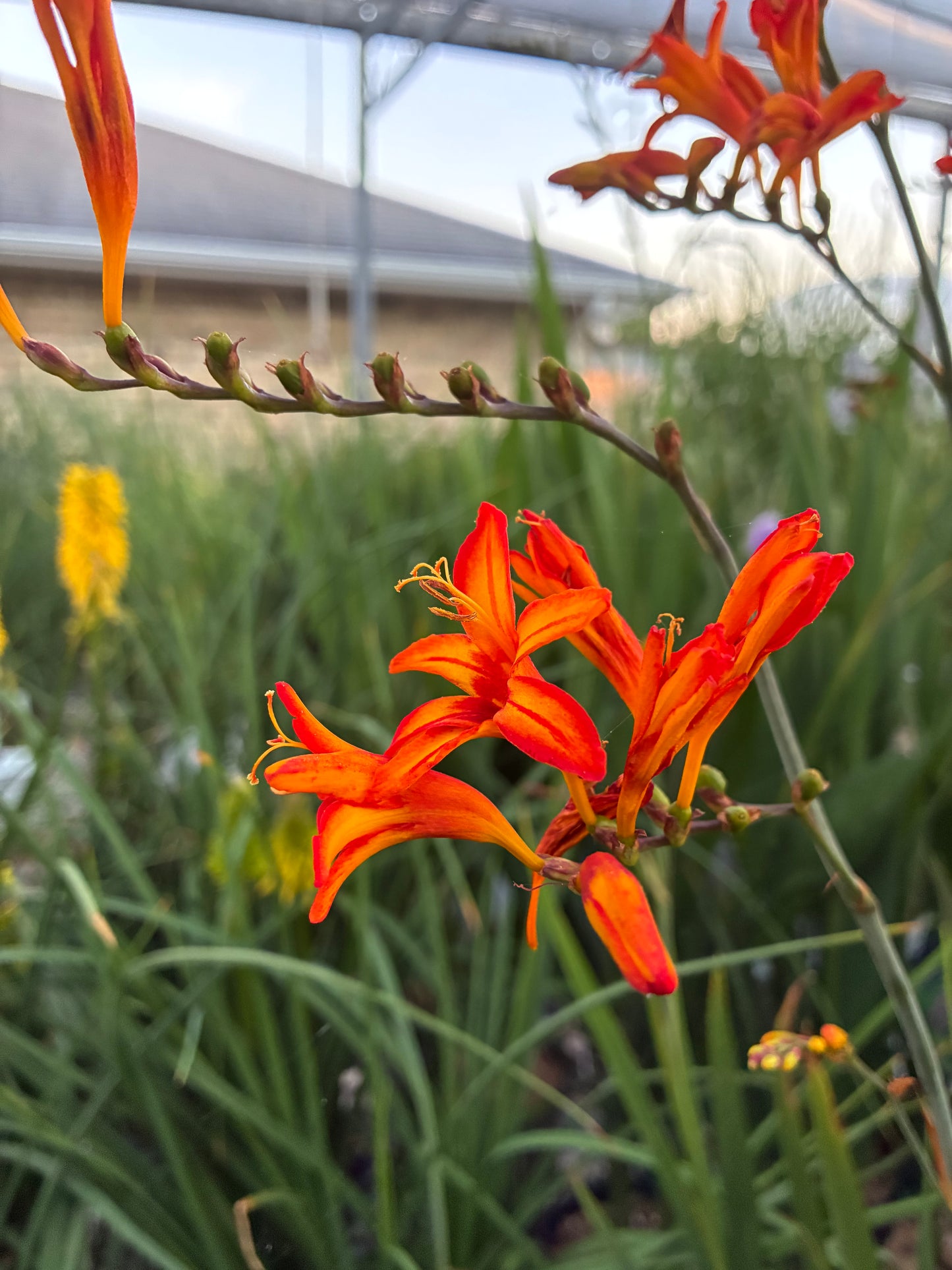 Crocosmia 'Walberton Yellow'