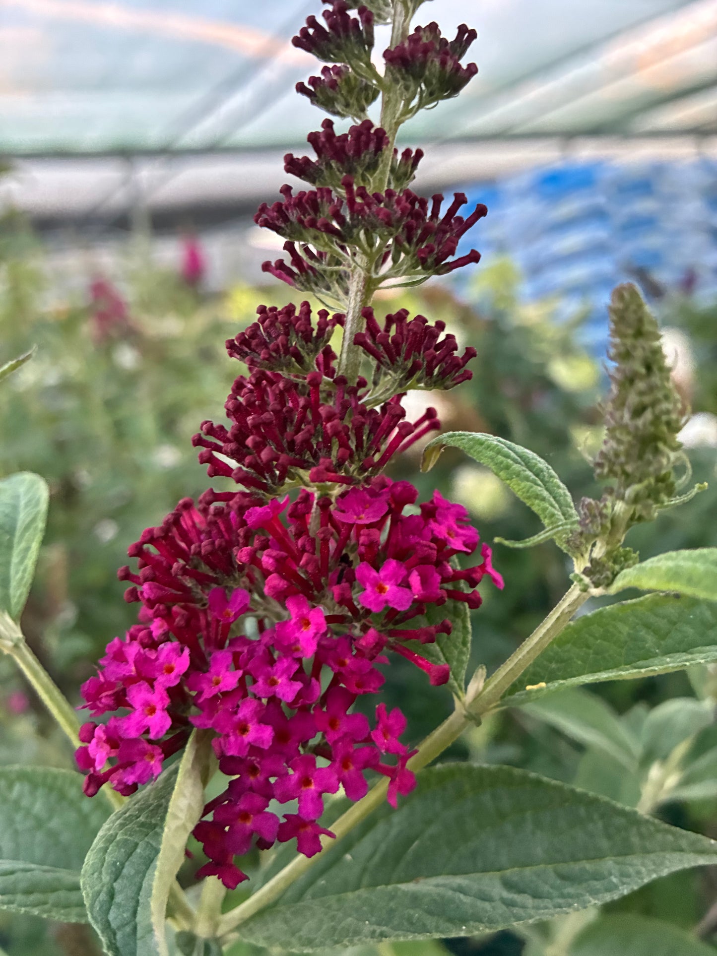 Butterfly Bush 'Miss Molly' PW