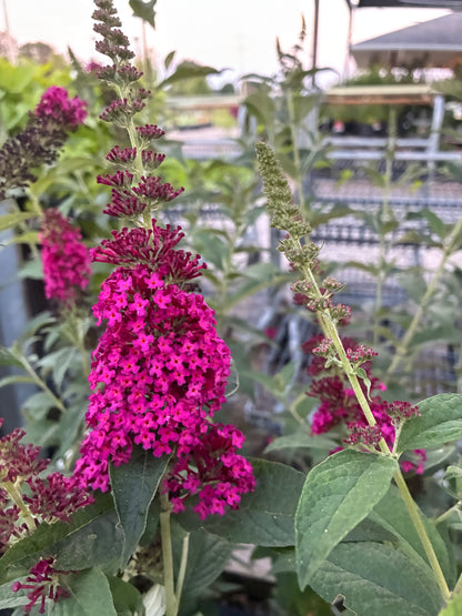 Butterfly Bush 'Miss Molly' PW