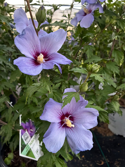 Rose of Sharon 'Paraplu Violet' PW