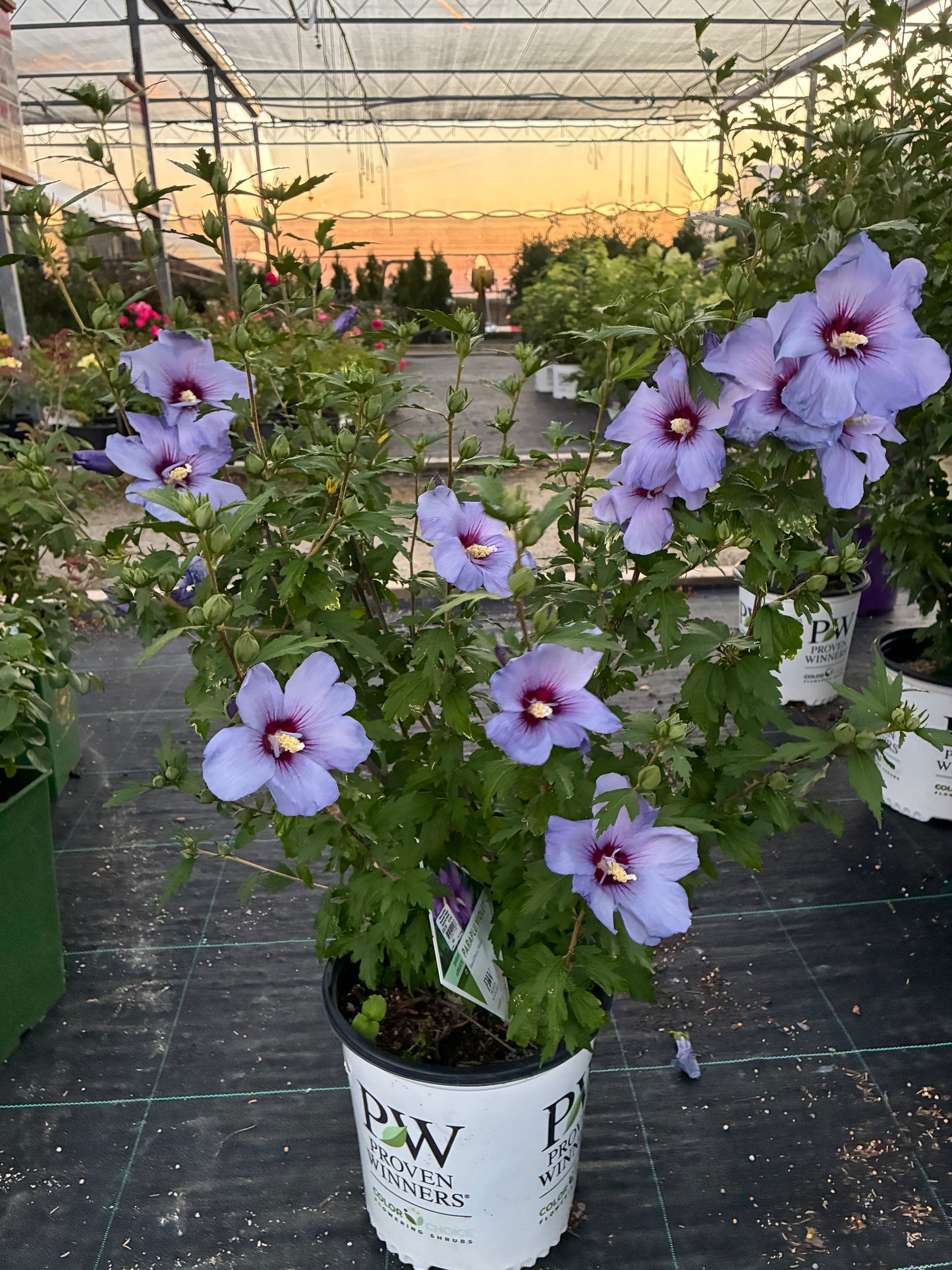 Rose of Sharon 'Paraplu Violet' PW
