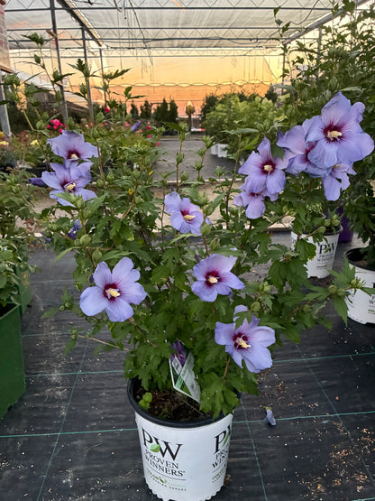 Rose of Sharon 'Paraplu Violet' PW