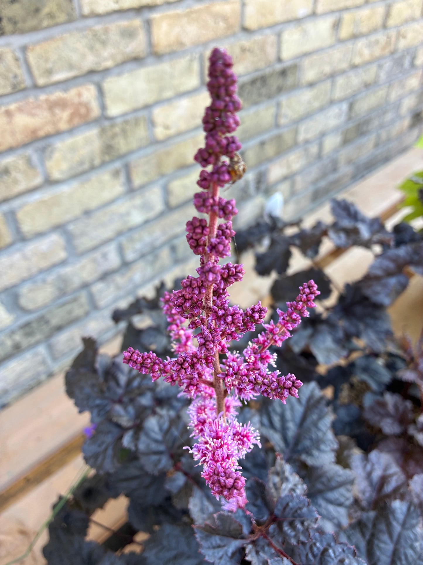 Astilbe 'Dark Side of the Moon' PW