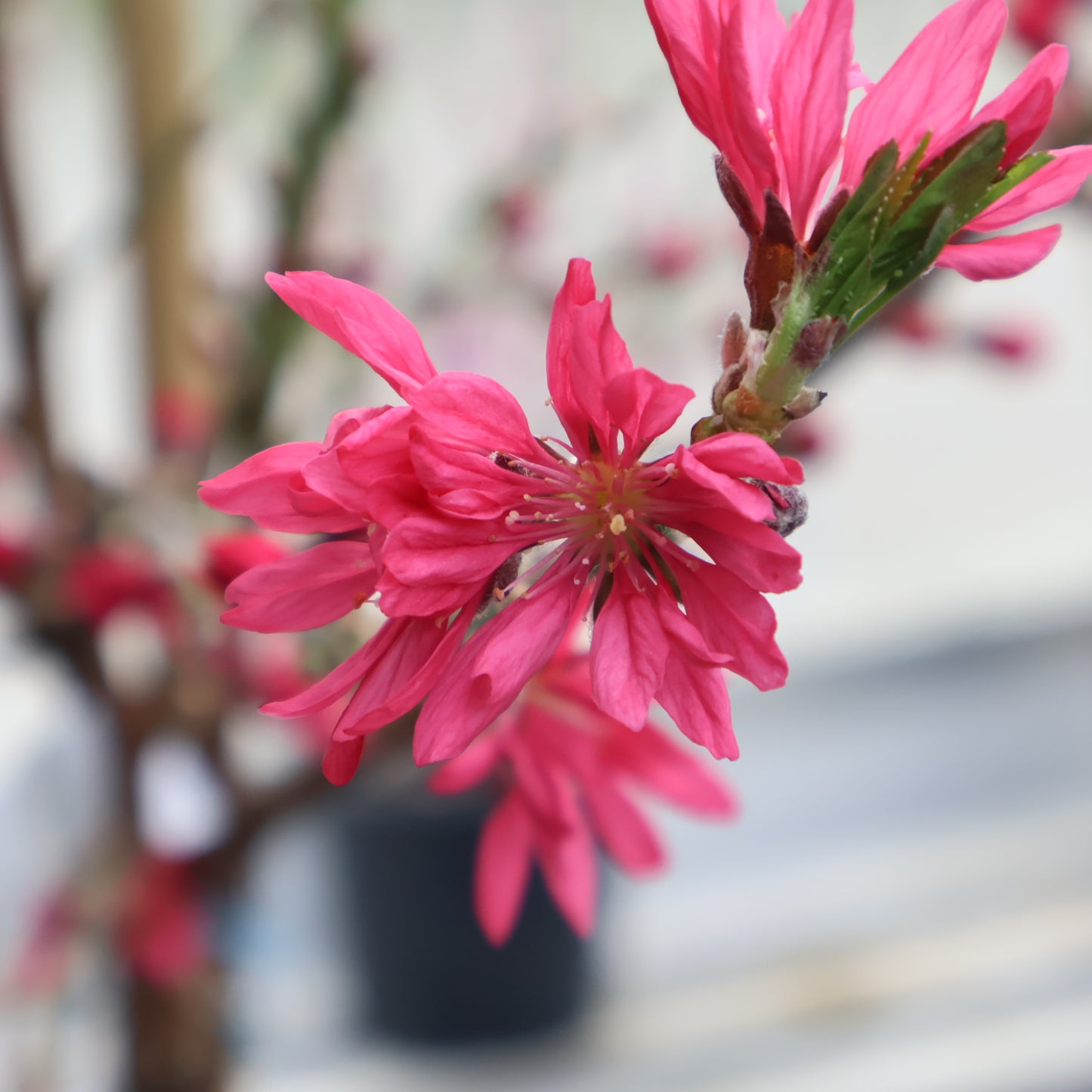 Ornamental Flowering Peach 'Marion Jarvie'