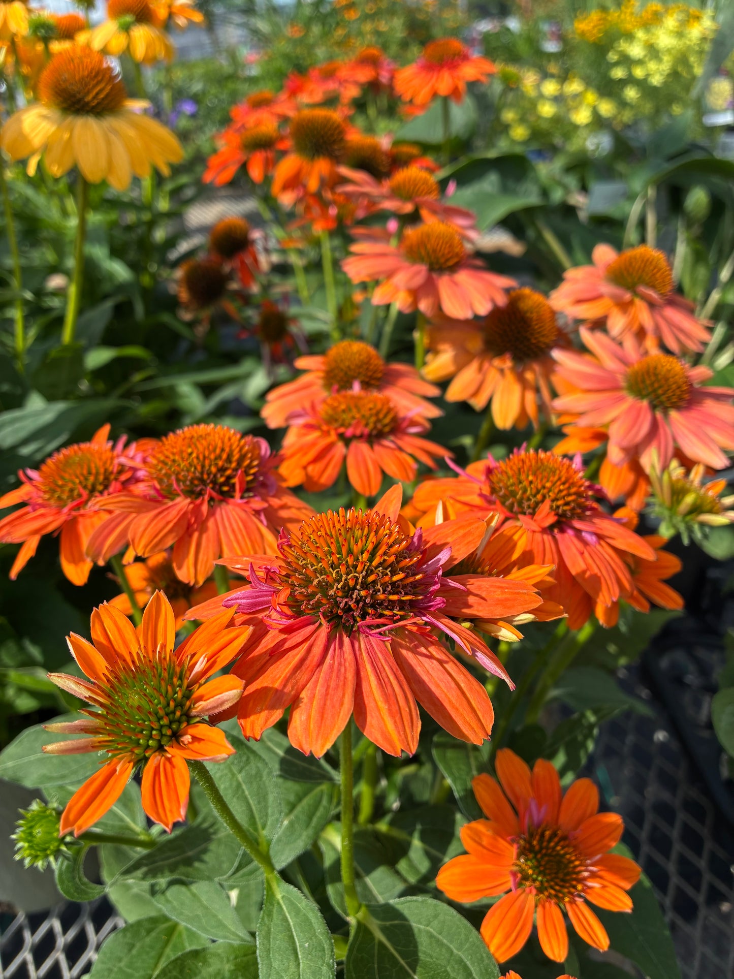 Coneflower 'Sombrero Adobe Orange'