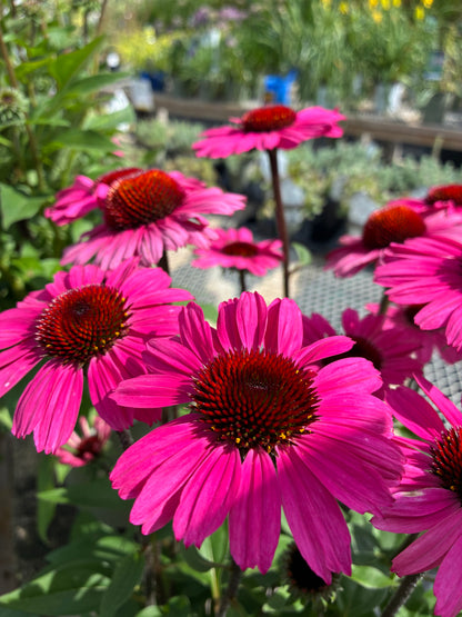 Coneflower Sombrero ‘Fuschia Fandango’