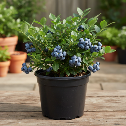 Blueberry 'Top Hat'