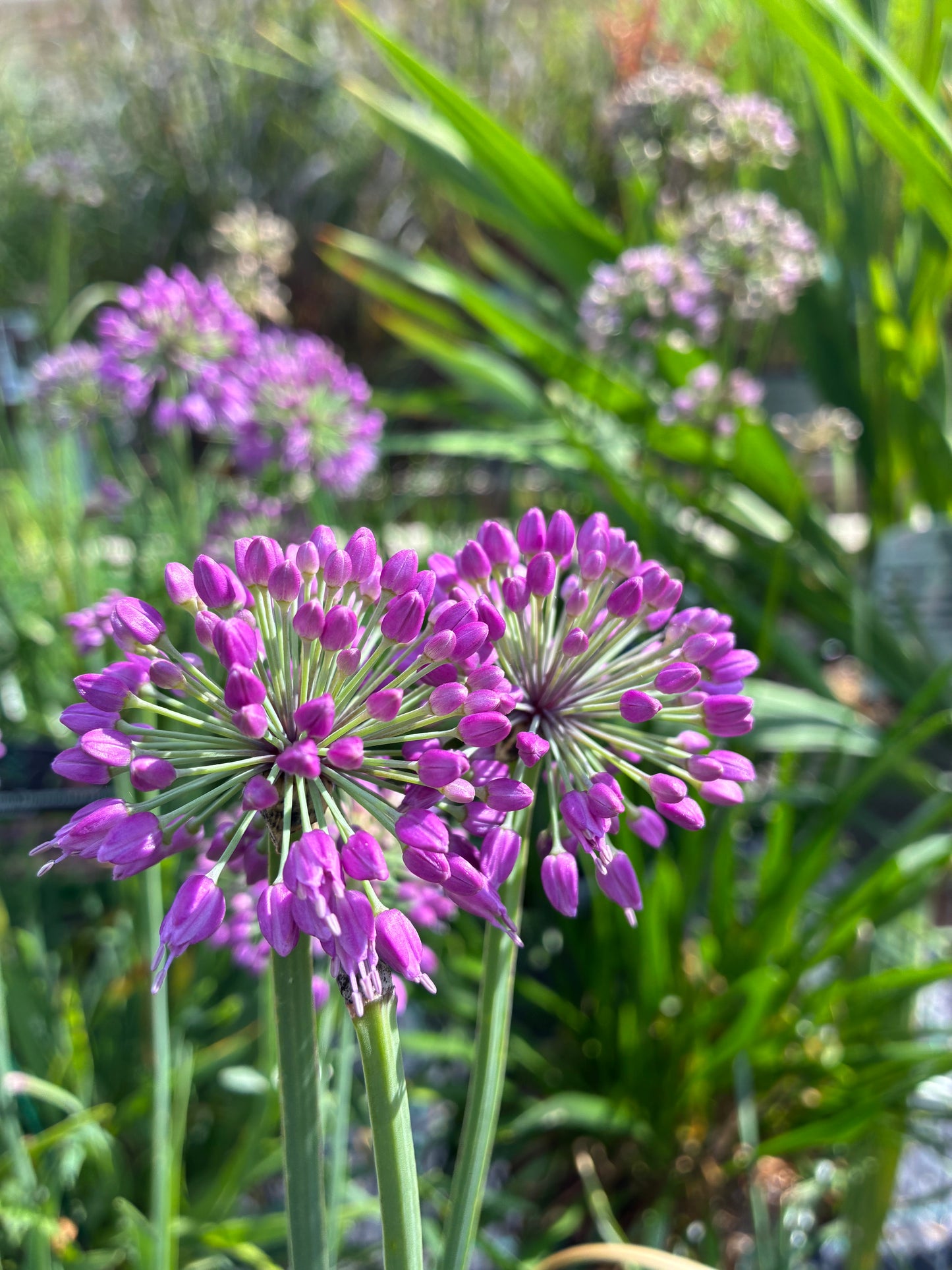 Ornamental Onion 'Lavender Bubbles'
