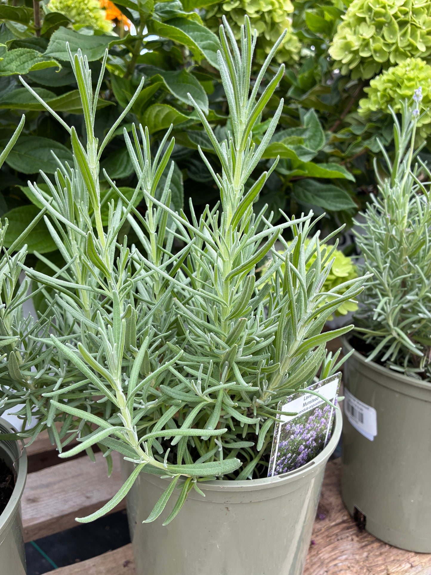 English Lavender 'Munstead'