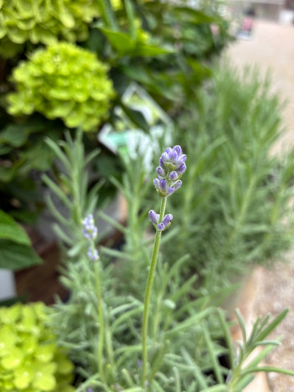 English Lavender 'Munstead'