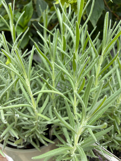 English Lavender 'Munstead'
