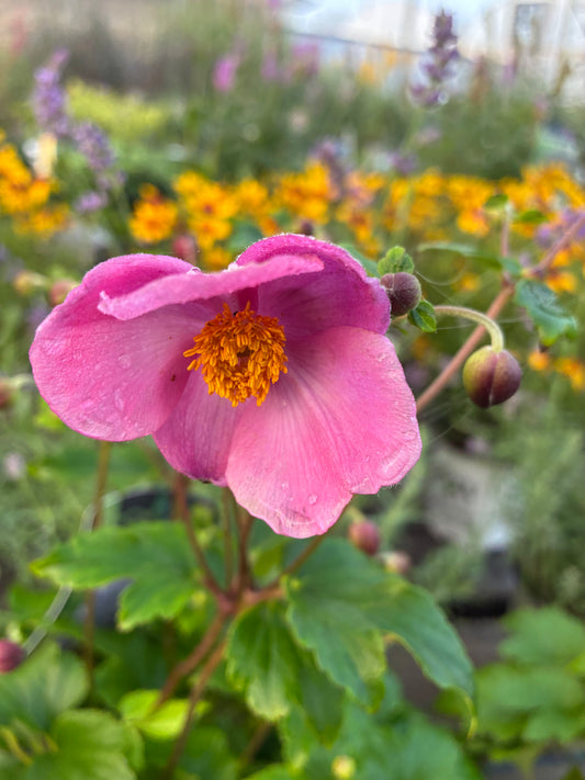 Anemone 'September Charm'