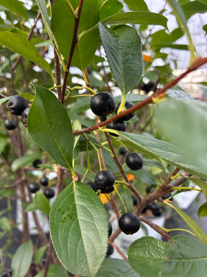 Aronia 'Low Scape Snowfire' PW