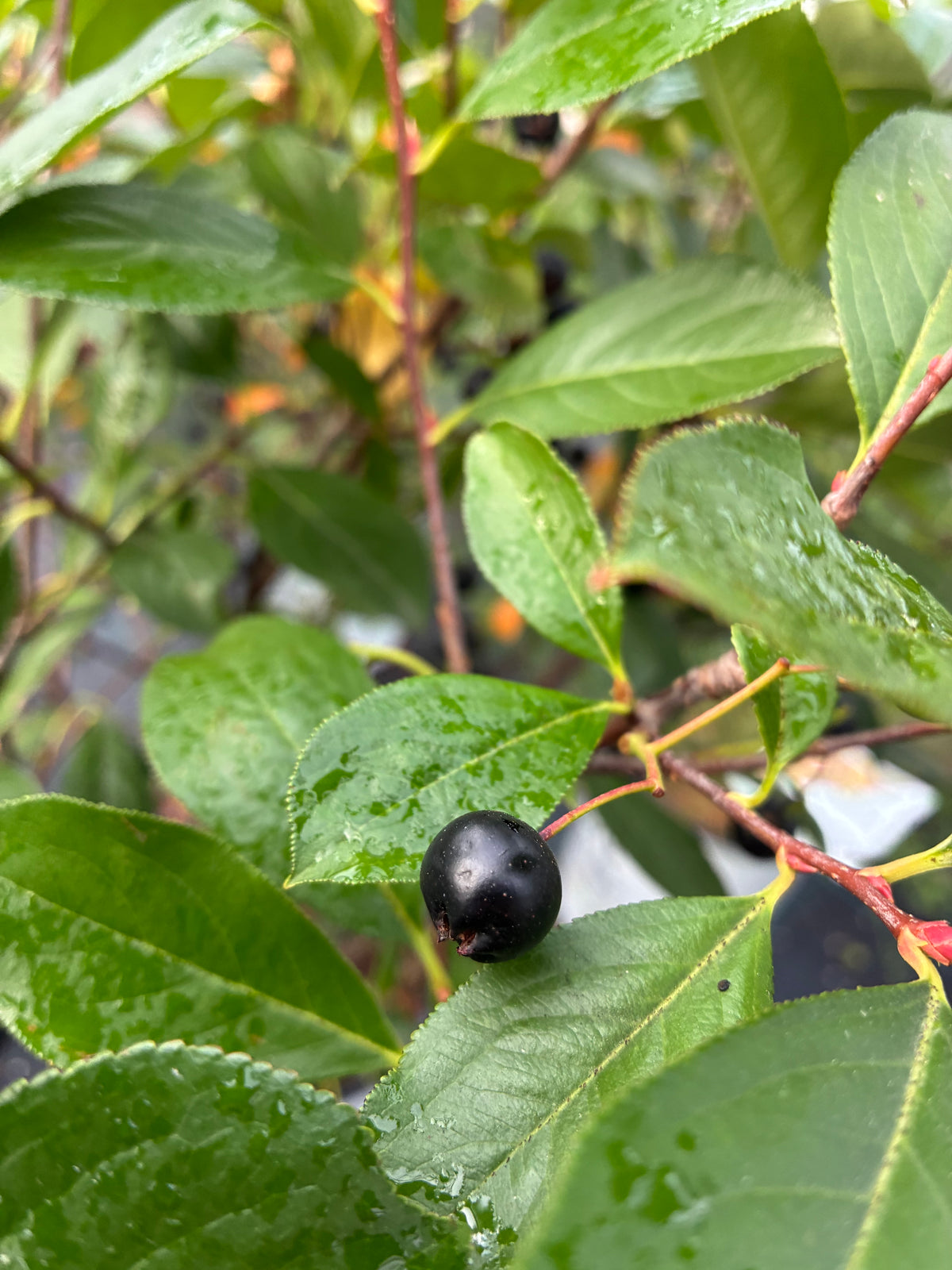 Aronia 'Low Scape Snowfire' PW