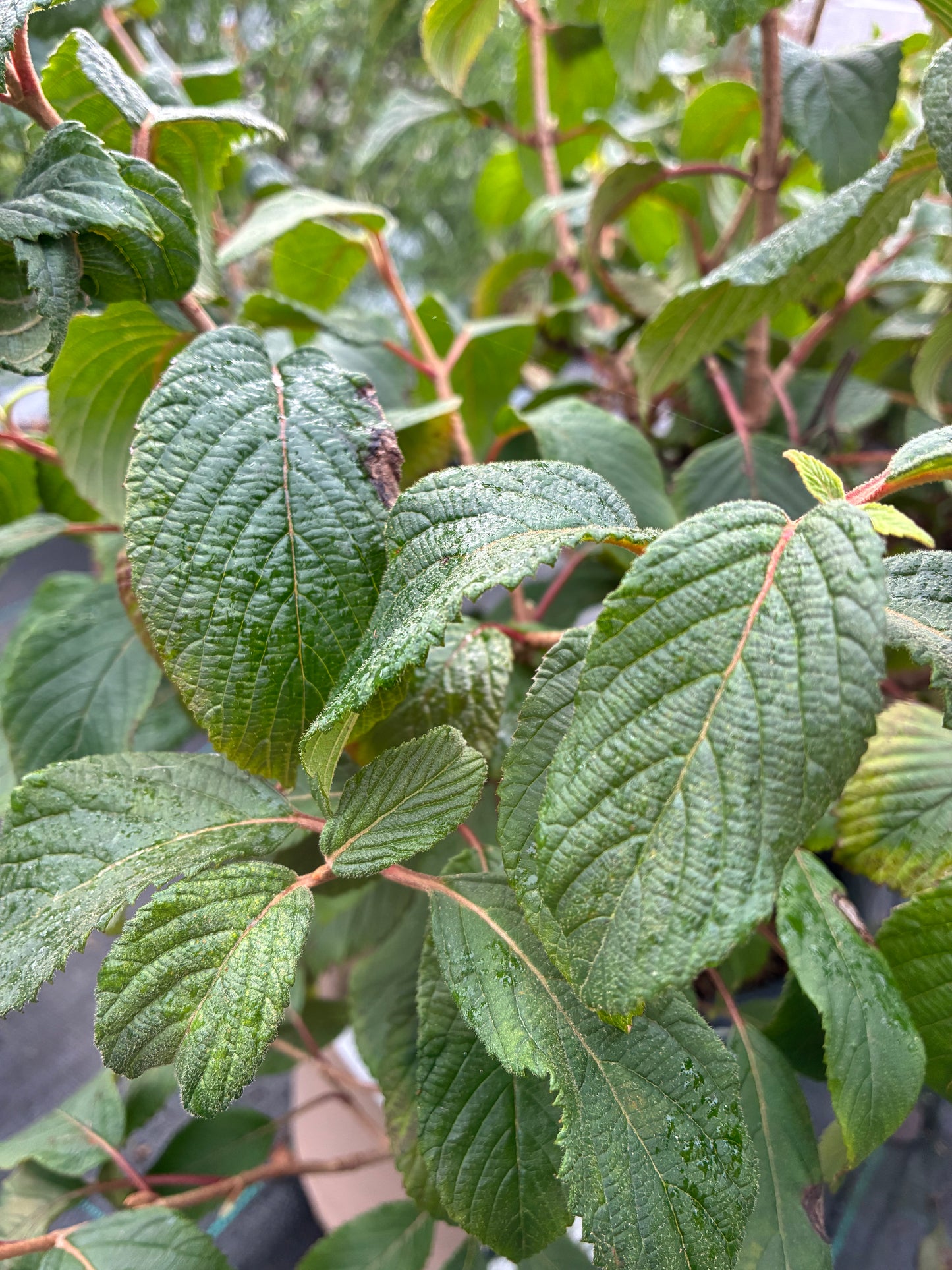 Newport Dwarf Doublefile Viburnum