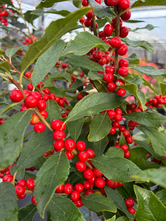 Winterberry 'Berry Poppins' PW