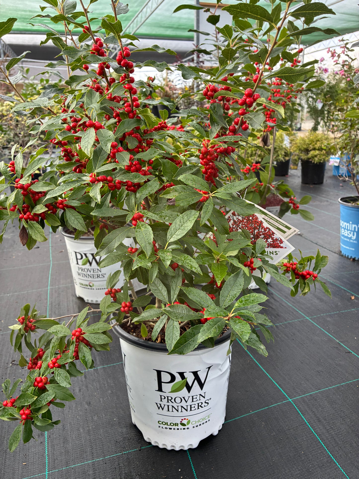 Winterberry 'Berry Poppins' PW