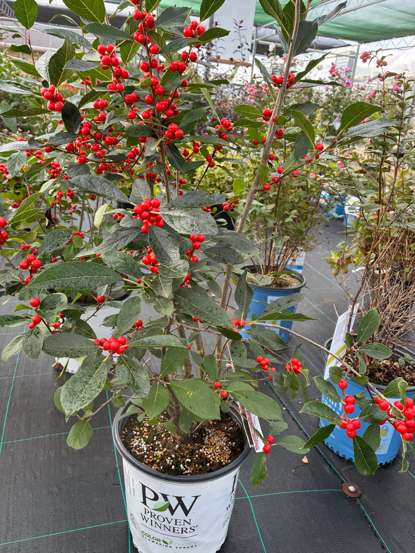 Holly, Winterberry 'Berry Heavy' PW