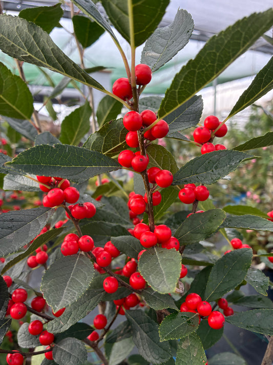 Holly, Winterberry 'Berry Heavy' PW