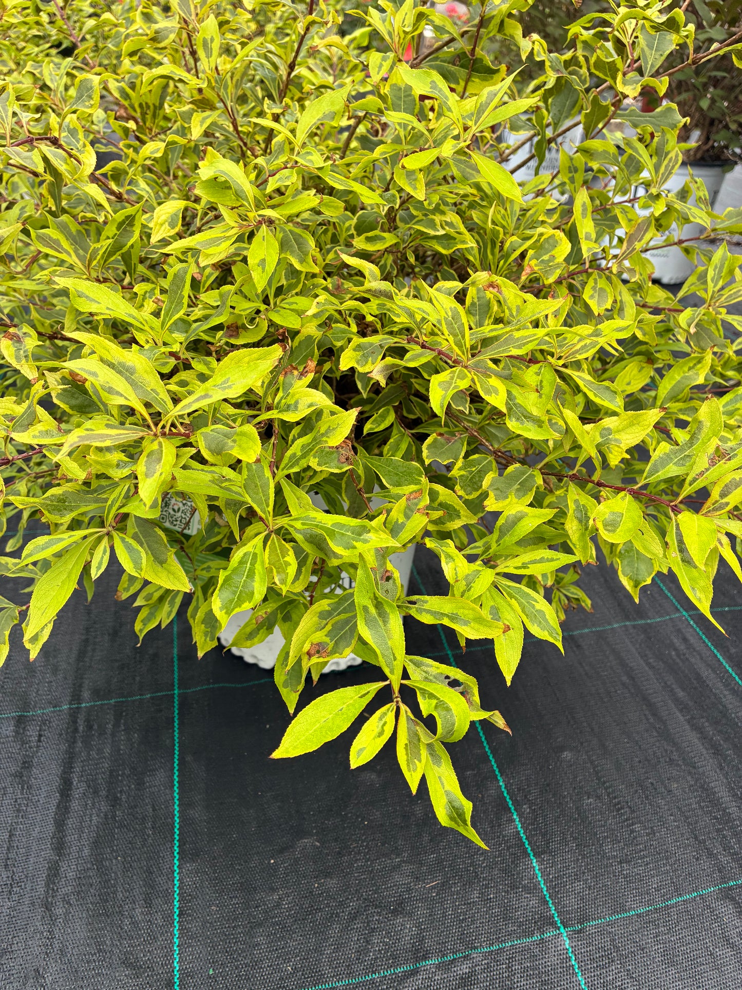 Weigela 'Bubbly Wine' PW