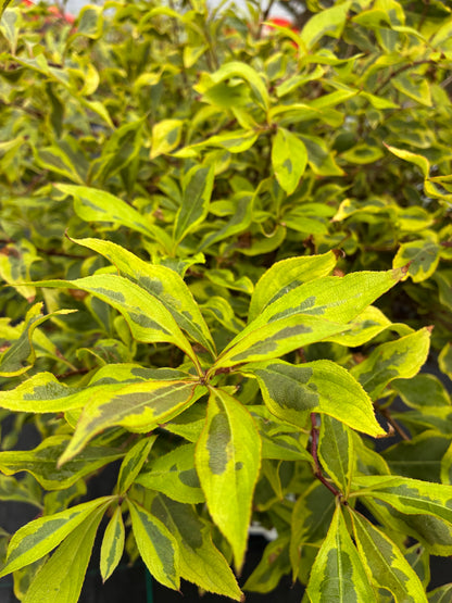 Weigela 'Bubbly Wine' PW