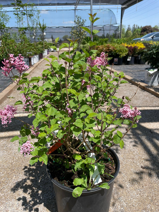 Lilac Dwarf 'Korean'