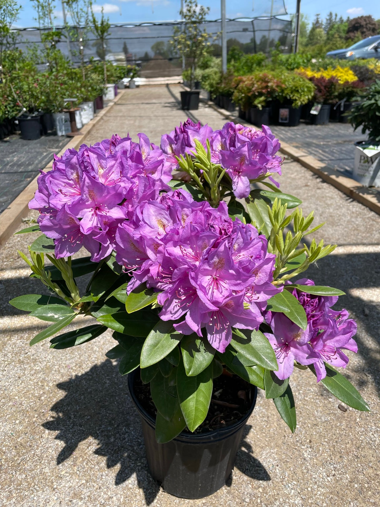 Rhododendron 'Catawbiense Boursault'