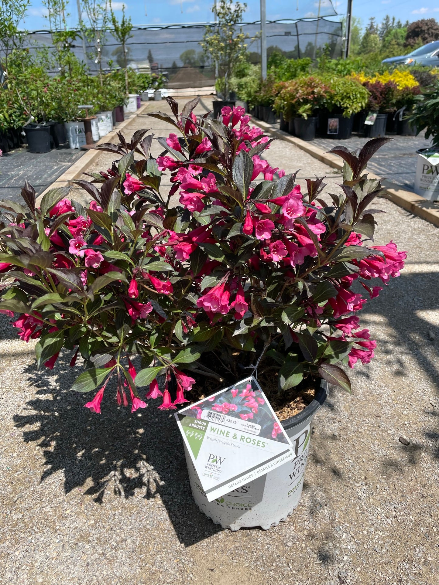 Weigela 'Wine and Roses' PW