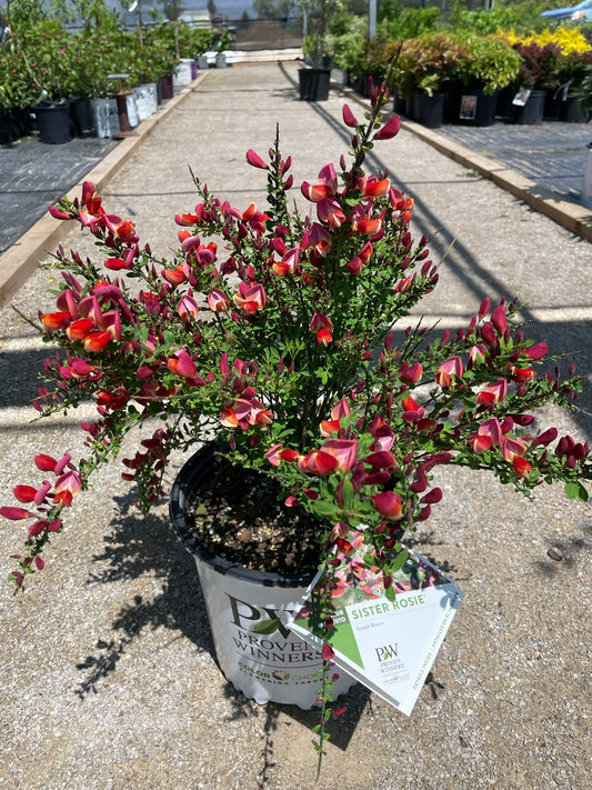 Scotch Broom 'Sister Rosie' PW