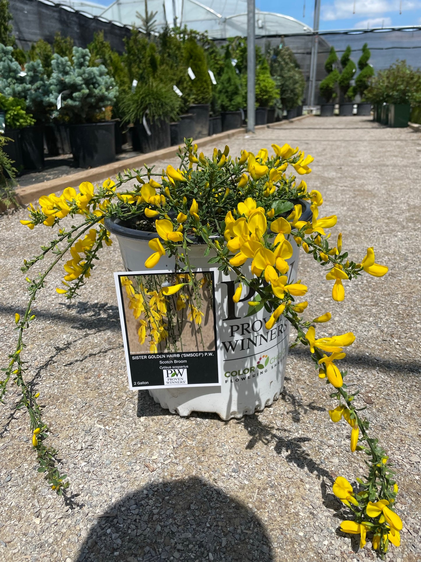 Scotch Broom 'Sister Golden Hair'