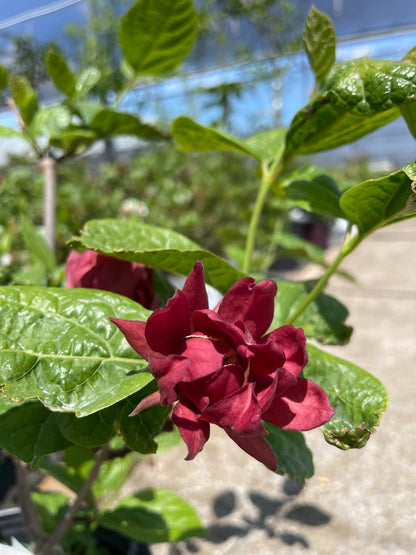 Sweetshrub 'Hartlage Wine'