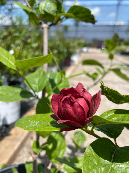 Sweetshrub 'Hartlage Wine'