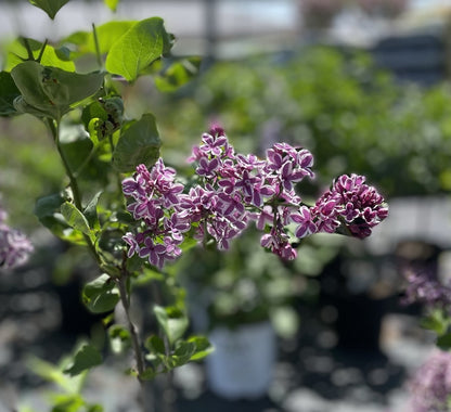 Lilac Bloomerang 'Dark Purple' PW