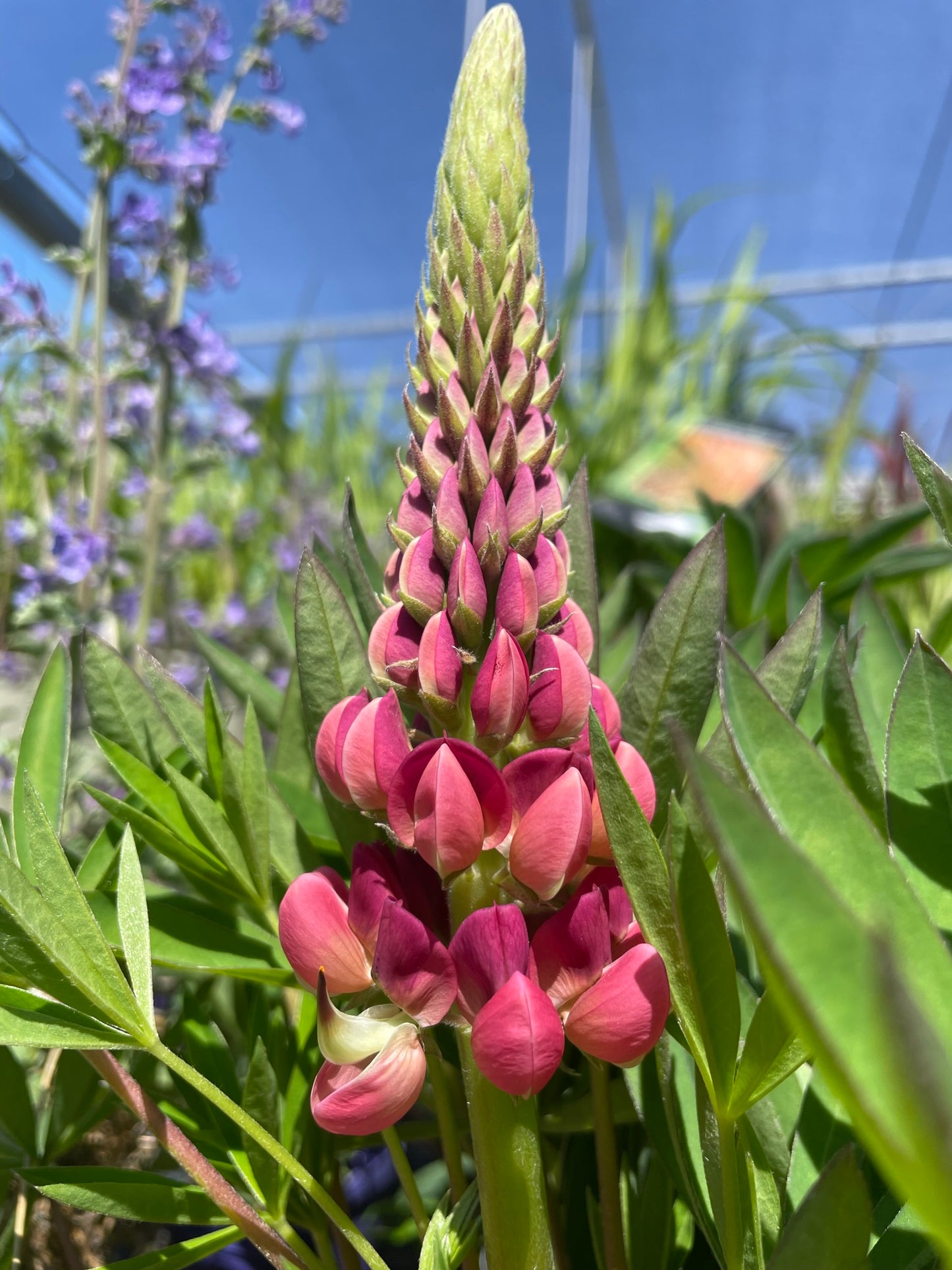 Lupine 'Gallery Mixture'