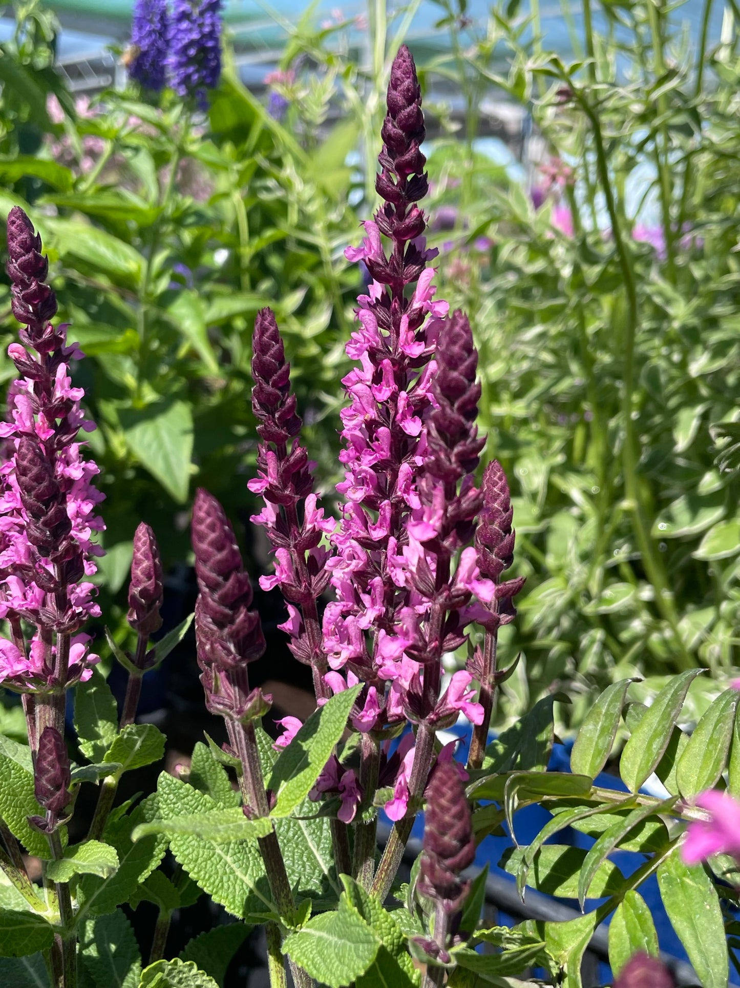 Salvia 'Midnight Rose'