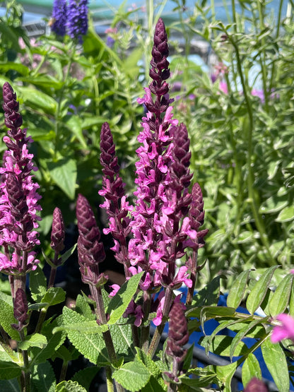 Salvia 'Midnight Rose'