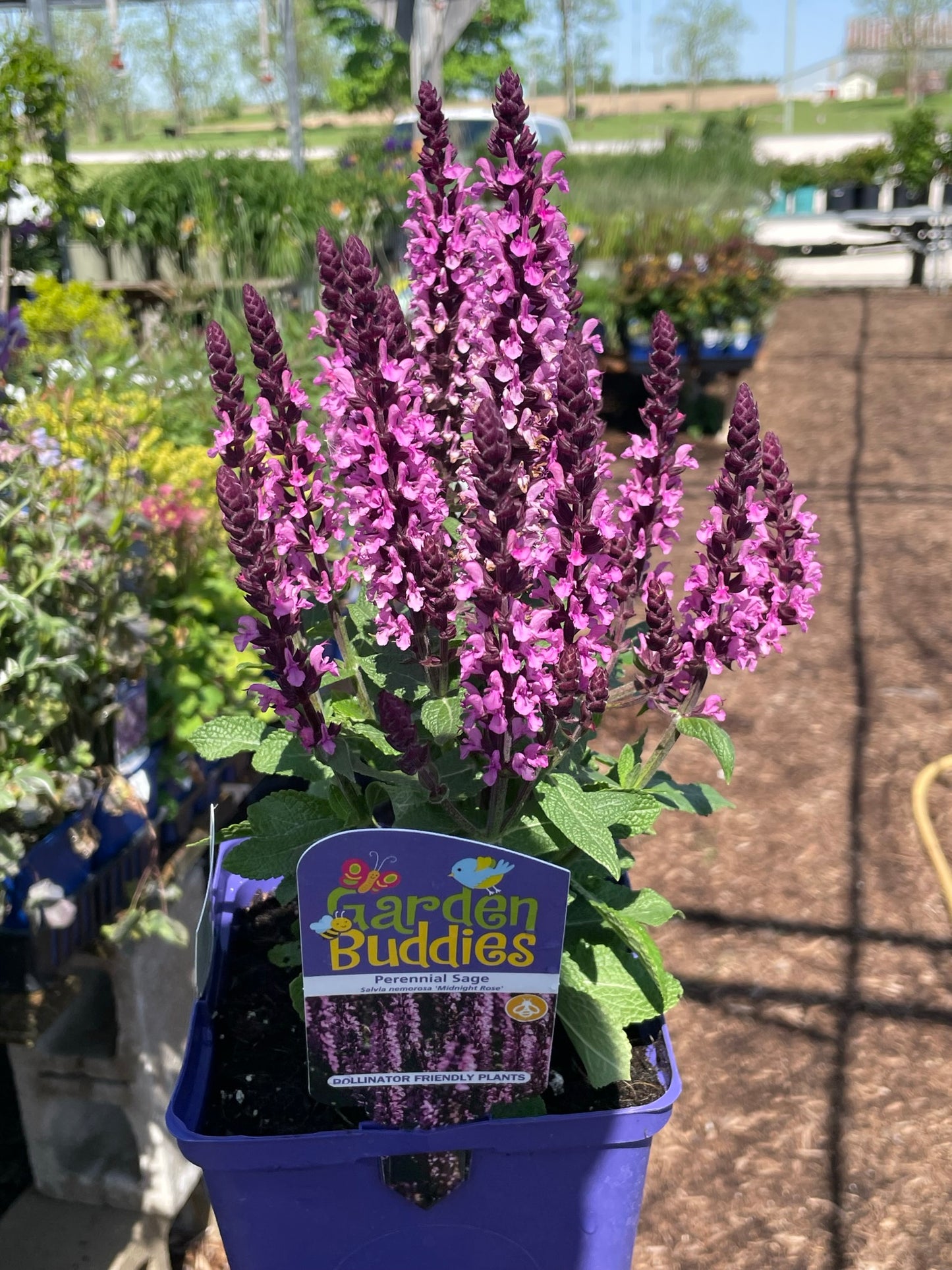 Salvia 'Midnight Rose'