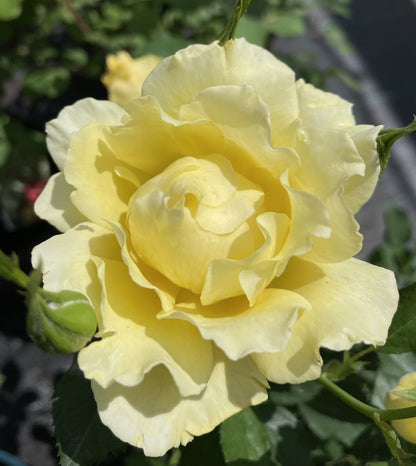 Rose 'Yukon Sun'