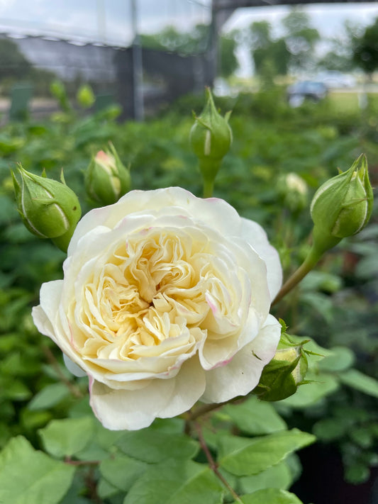 Rose, David Austin 'Tranquility'