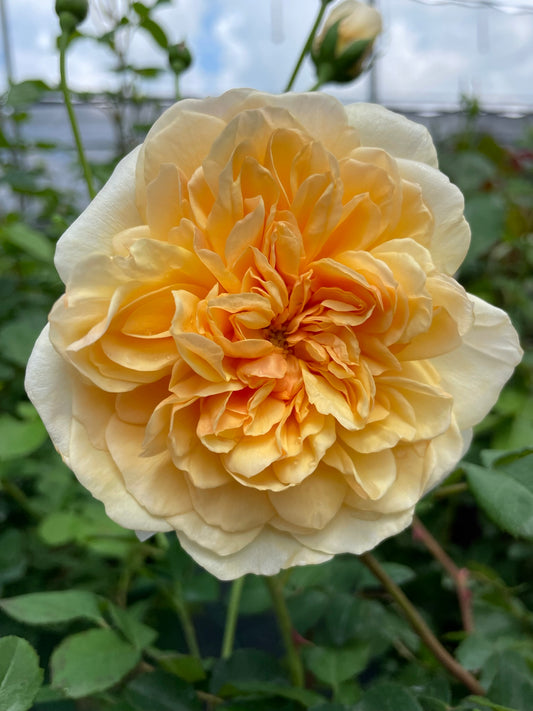 Rose, David Austin 'Port Sunlight'