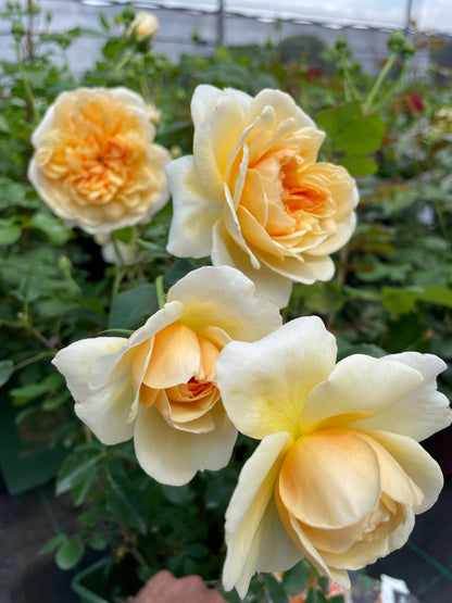 Rose, David Austin 'Port Sunlight'