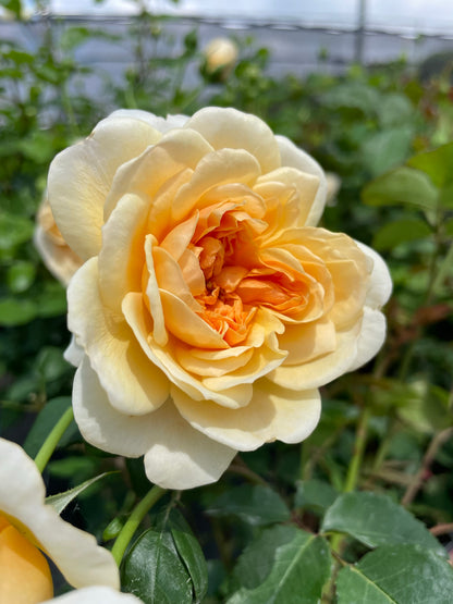 Rose, David Austin 'Port Sunlight'