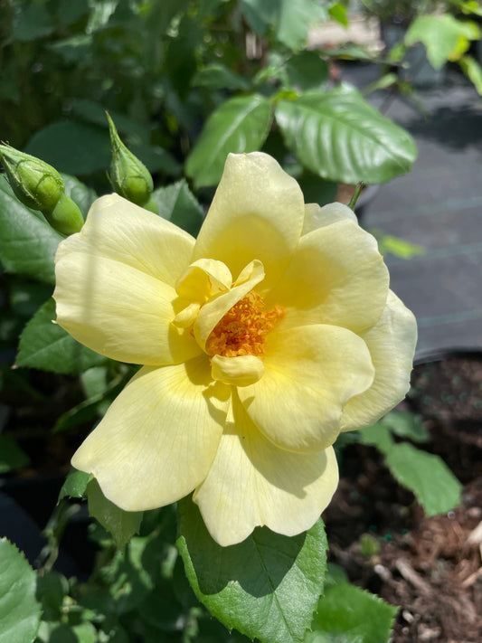 Rose, Climbing 'Carefree Sunshine'