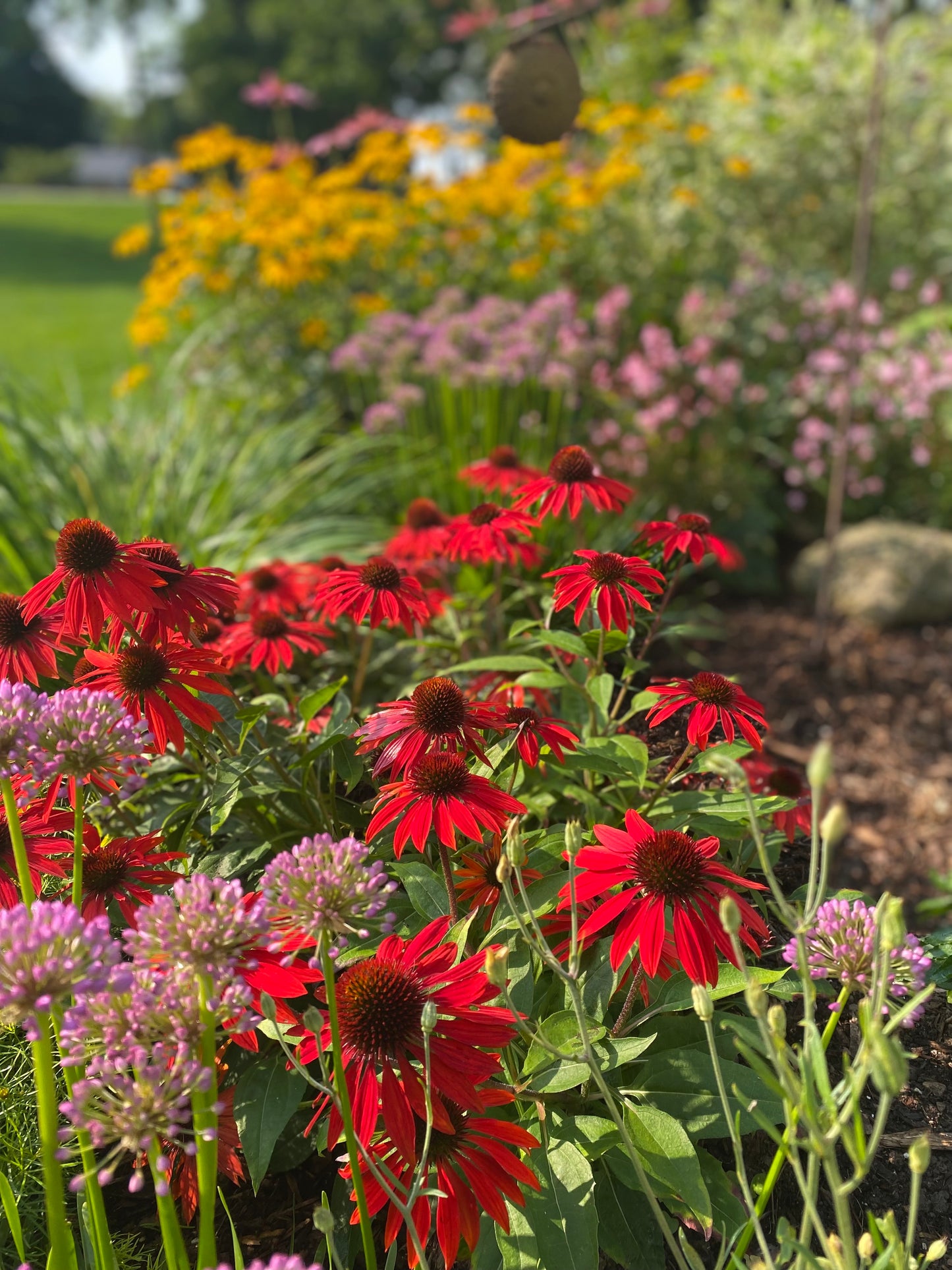 Coneflower 'Sombrero Salsa Red'