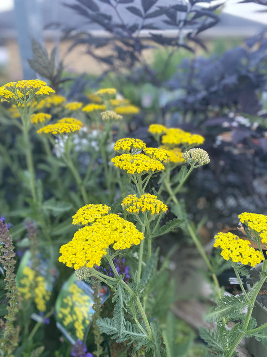 Yarrow ‘Sassy Summer Lemon’