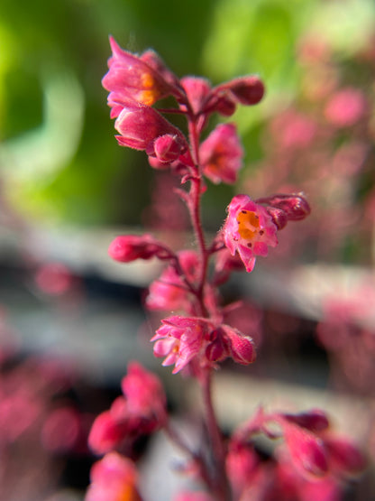 Coral Bells 'Silver Gumdrop' PW